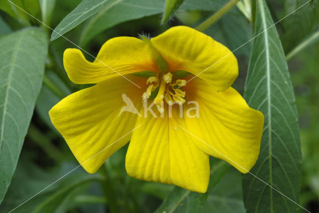 Waterteunisbloem (Ludwigia grandiflora)