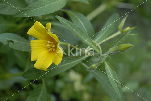 Waterteunisbloem (Ludwigia grandiflora)