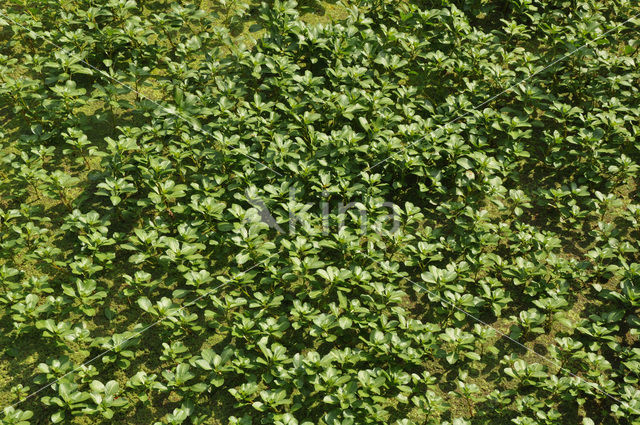 Waterteunisbloem (Ludwigia grandiflora)