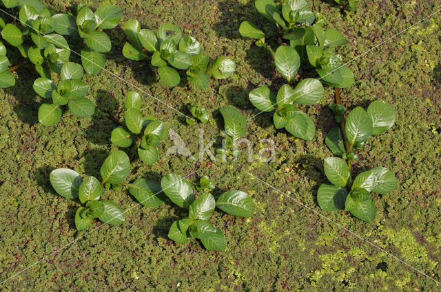 Waterteunisbloem (Ludwigia grandiflora)