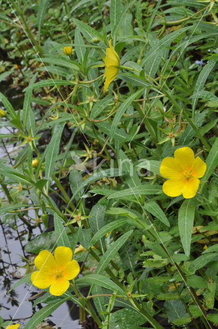 Large-flower primrose-willow (Ludwigia grandiflora)