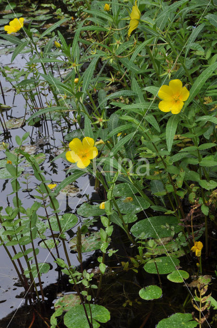 Waterteunisbloem (Ludwigia grandiflora)