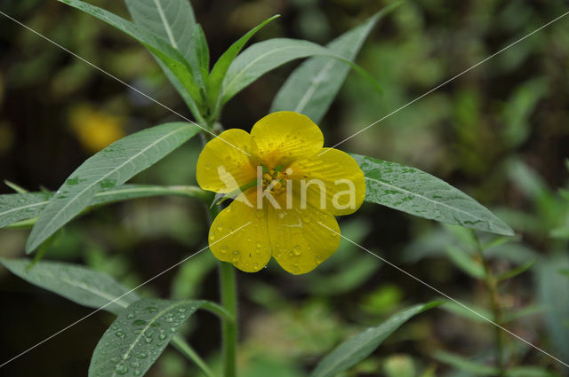 Large-flower primrose-willow (Ludwigia grandiflora)