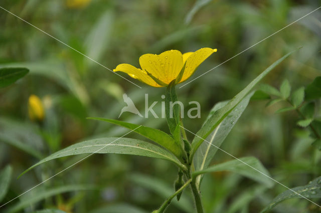 Large-flower primrose-willow (Ludwigia grandiflora)