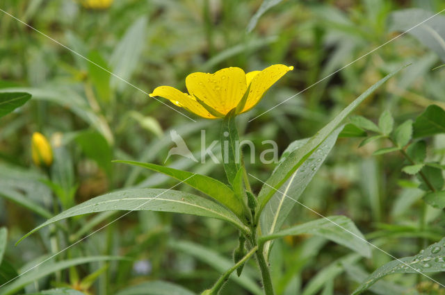 Waterteunisbloem (Ludwigia grandiflora)