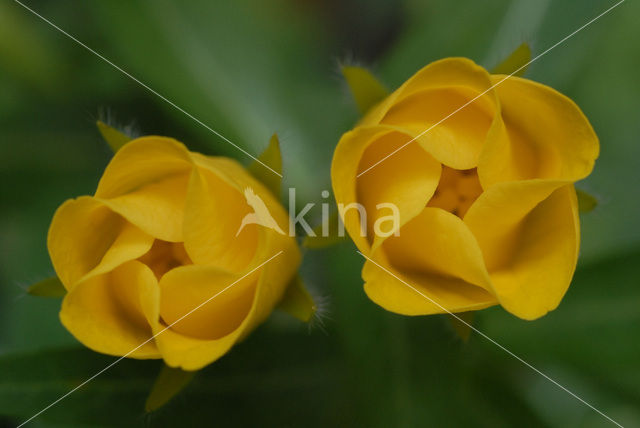 Large-flower primrose-willow (Ludwigia grandiflora)