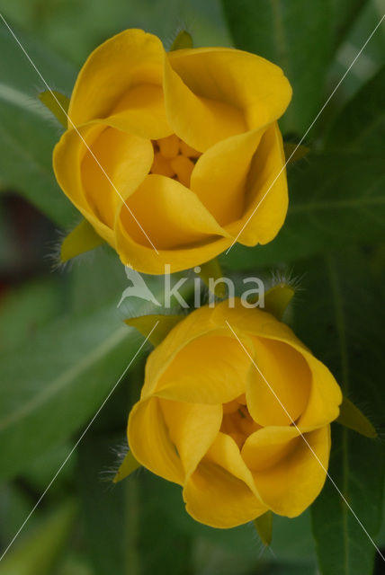 Large-flower primrose-willow (Ludwigia grandiflora)