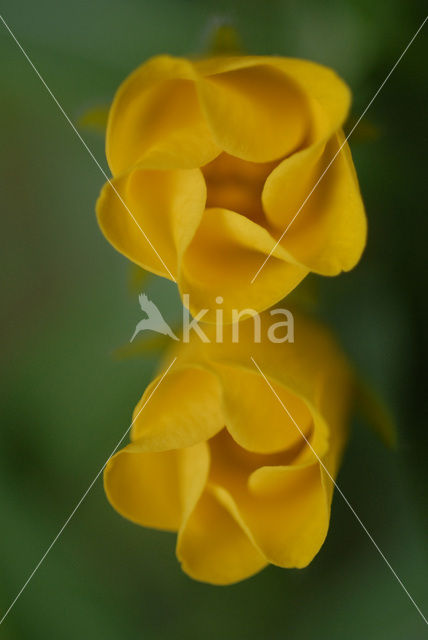 Large-flower primrose-willow (Ludwigia grandiflora)