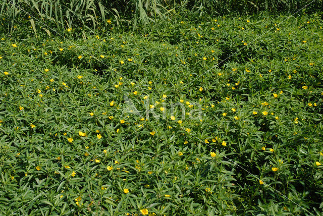 Large-flower primrose-willow (Ludwigia grandiflora)