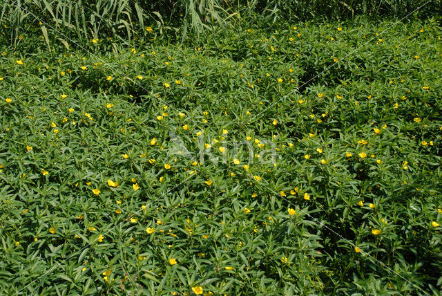 Waterteunisbloem (Ludwigia grandiflora)