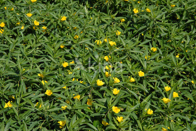 Waterteunisbloem (Ludwigia grandiflora)