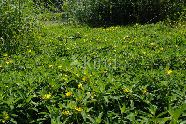 Large-flower primrose-willow (Ludwigia grandiflora)