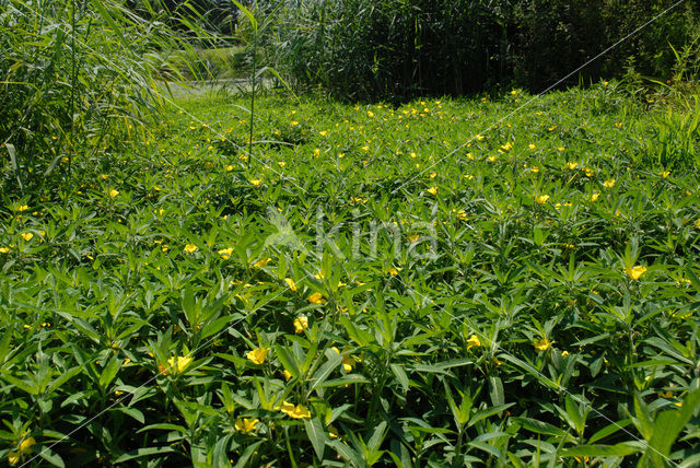 Waterteunisbloem (Ludwigia grandiflora)