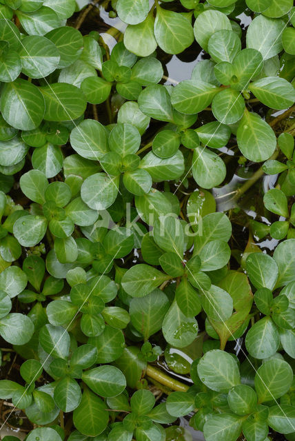 Waterteunisbloem (Ludwigia grandiflora)