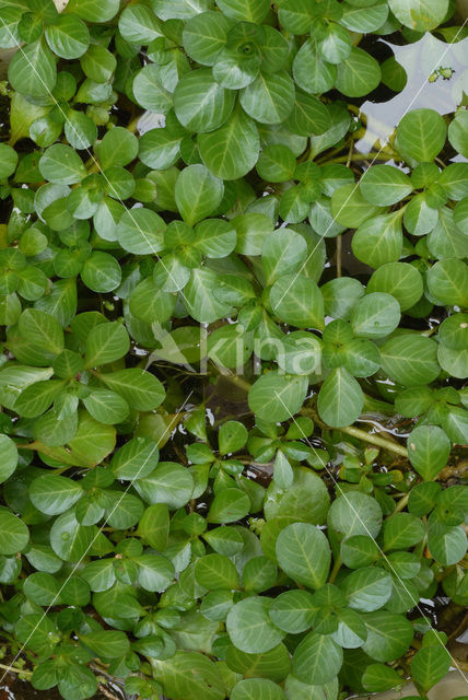 Waterteunisbloem (Ludwigia grandiflora)