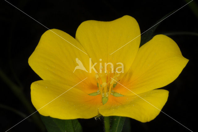 Large-flower primrose-willow (Ludwigia grandiflora)