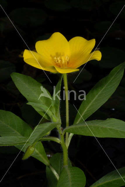 Waterteunisbloem (Ludwigia grandiflora)