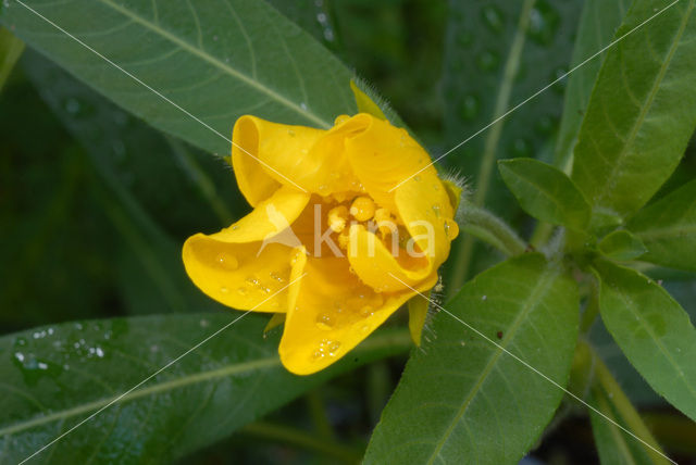 Waterteunisbloem (Ludwigia grandiflora)