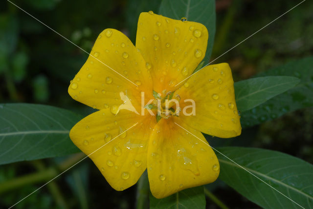 Waterteunisbloem (Ludwigia grandiflora)