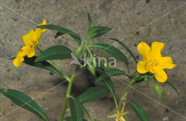 Waterteunisbloem (Ludwigia grandiflora)