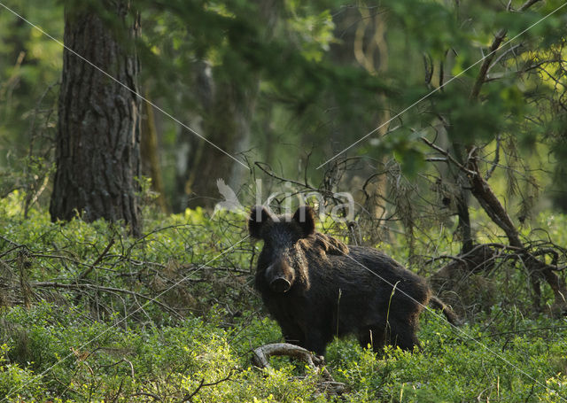 Wild Boar (Sus scrofa)