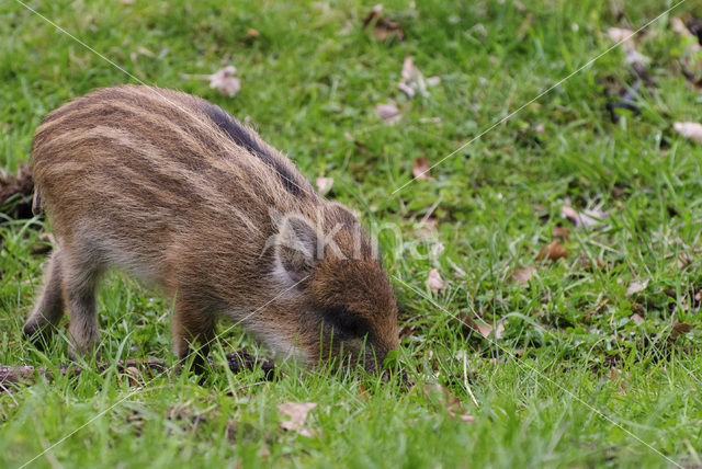 Wild zwijn