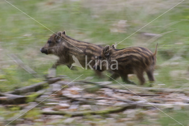 Wild zwijn