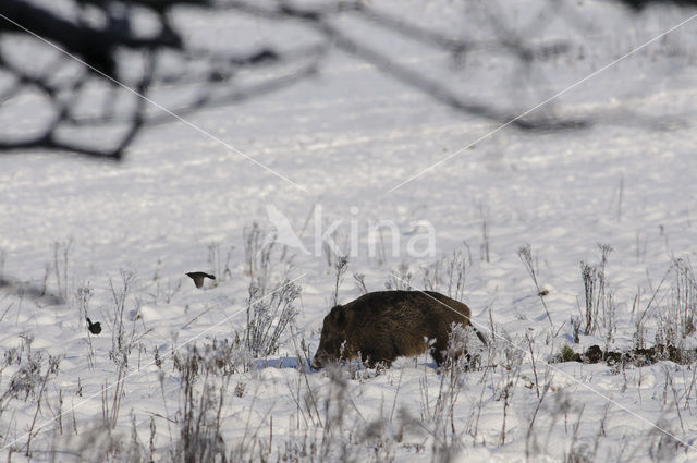 Wild Boar (Sus scrofa)