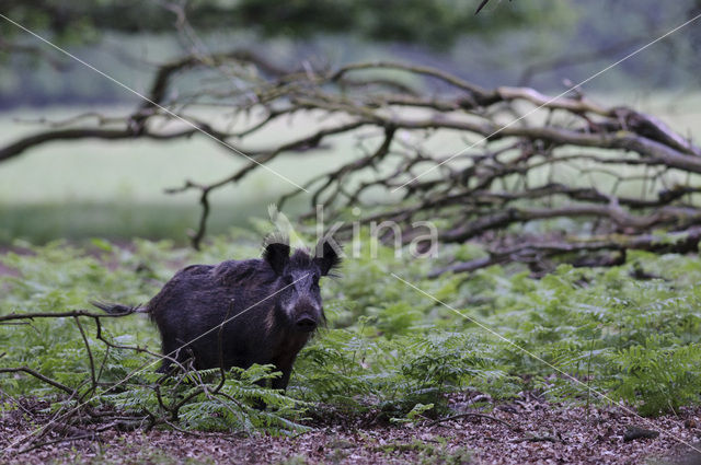 Wild Boar (Sus scrofa)
