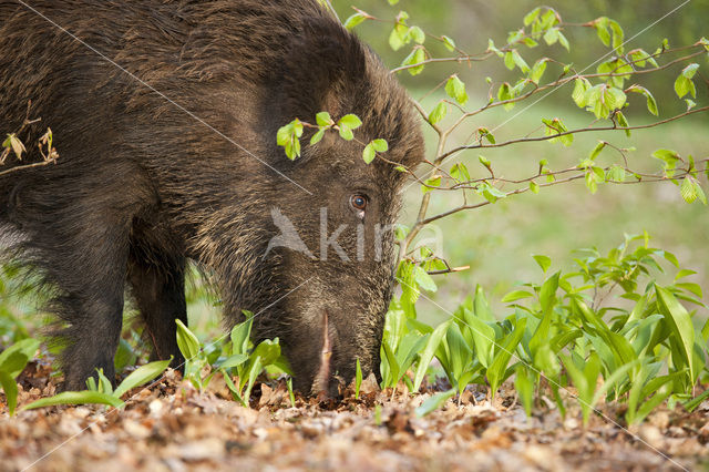 Wild zwijn