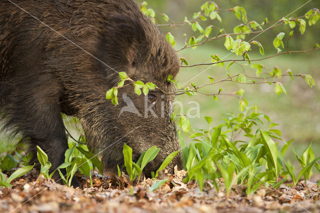 Wild Boar (Sus scrofa)