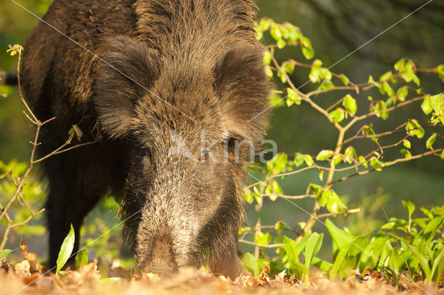 Wild Boar (Sus scrofa)