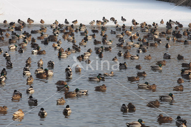 Mallard