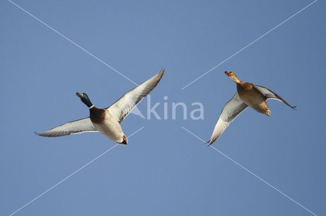 Wilde Eend (Anas platyrhynchos)