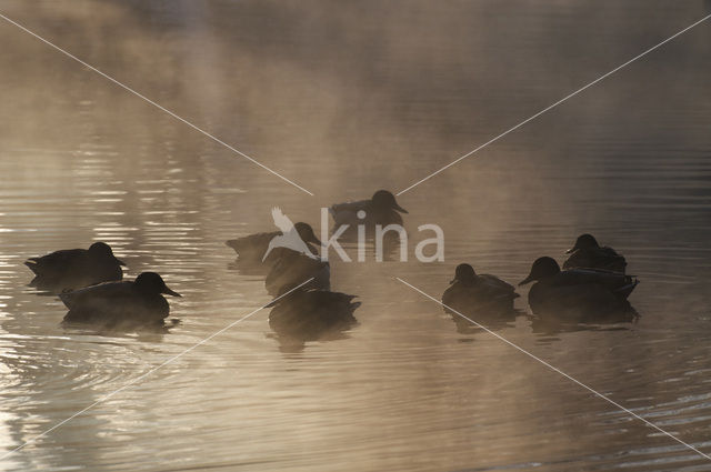 Wilde Eend (Anas platyrhynchos)