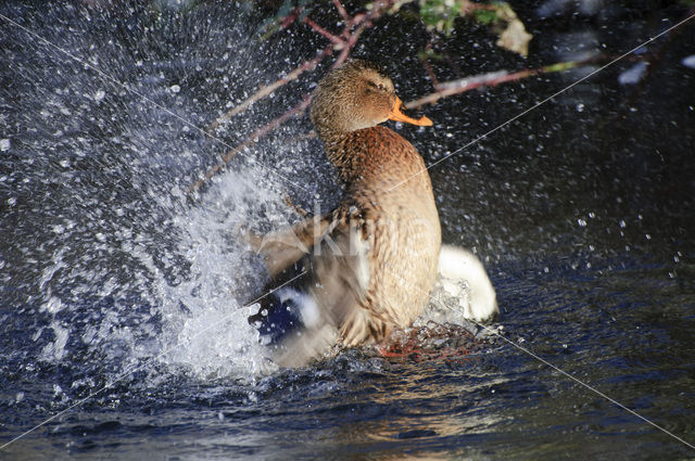 Wilde Eend (Anas platyrhynchos)