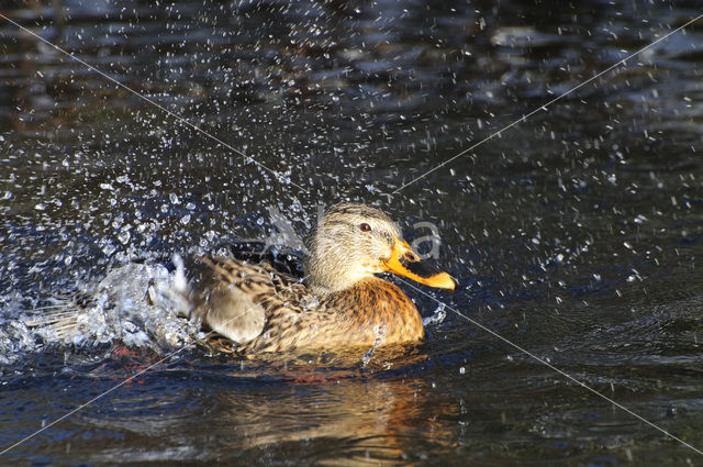 Mallard