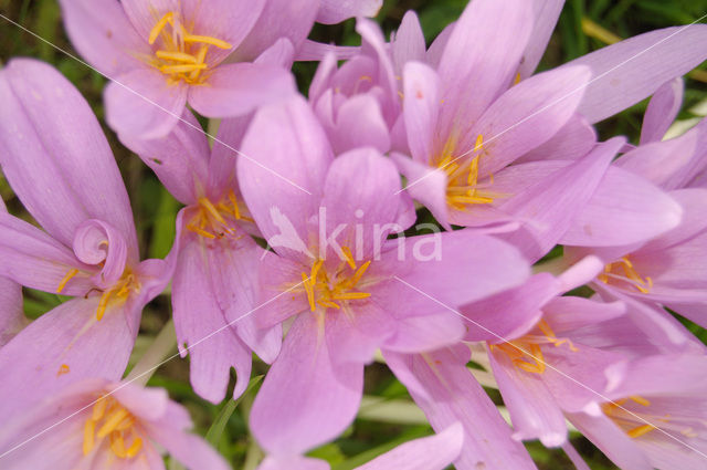 Wilde herfsttijloos (Colchicum autumnale)