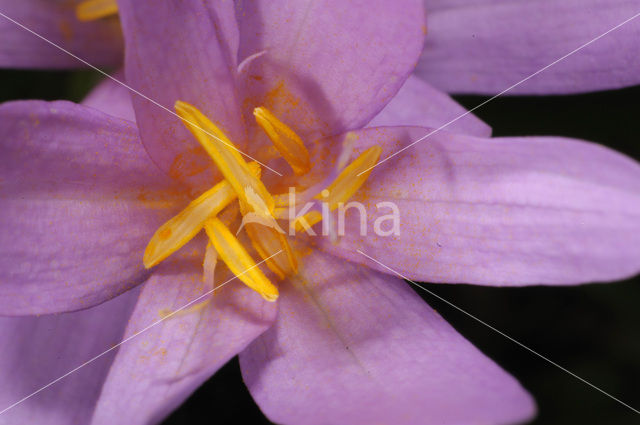 Wilde herfsttijloos (Colchicum autumnale)