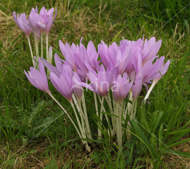 Wilde herfsttijloos (Colchicum autumnale)