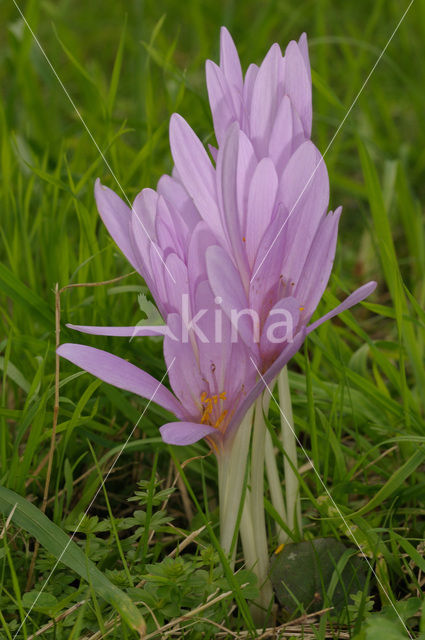 Wilde herfsttijloos (Colchicum autumnale)