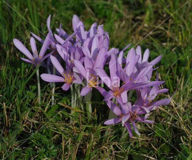 Meadow Saffron (Colchicum autumnale)