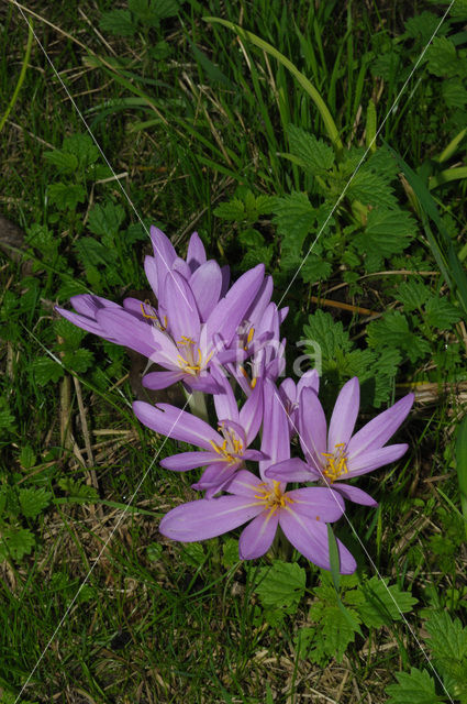 Wilde herfsttijloos (Colchicum autumnale)