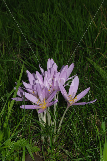 Meadow Saffron (Colchicum autumnale)