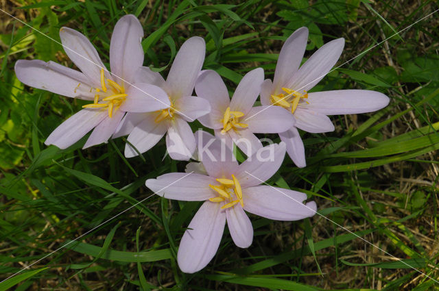 Wilde herfsttijloos (Colchicum autumnale)