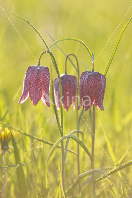 Wilde kievitsbloem (Fritillaria meleagris)