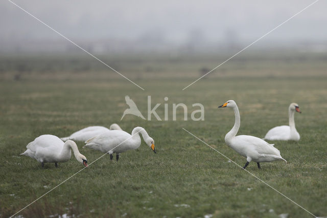 Whooper Swan (Cygnus cygnus)