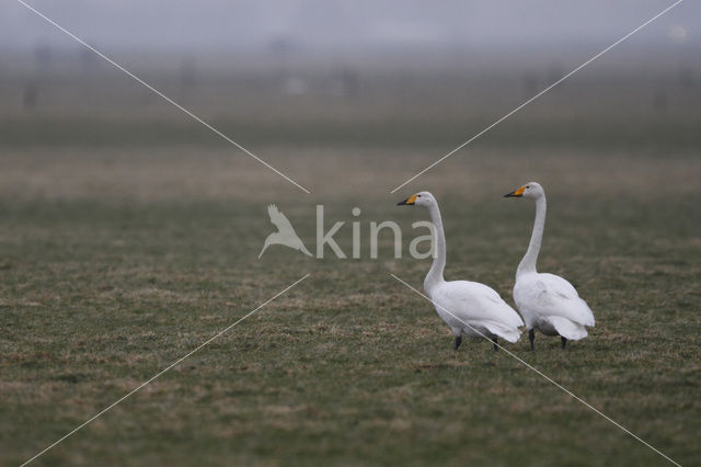 Whooper Swan (Cygnus cygnus)
