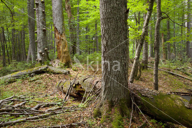 Wildnisgebiet Dürrenstein