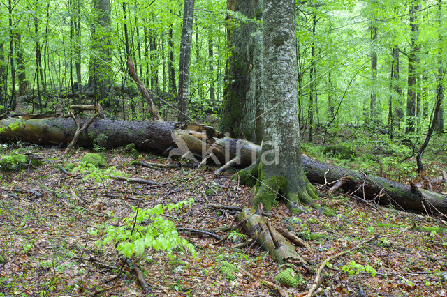 Wildnisgebiet Dürrenstein